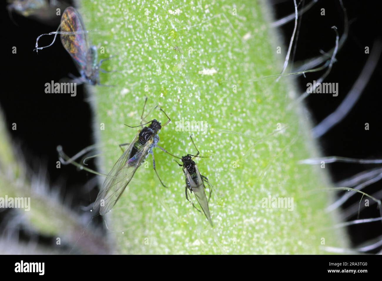 Winged aphids on a tomato plant in the garden. Pests of vegetables in the garden Stock Photo Alamy