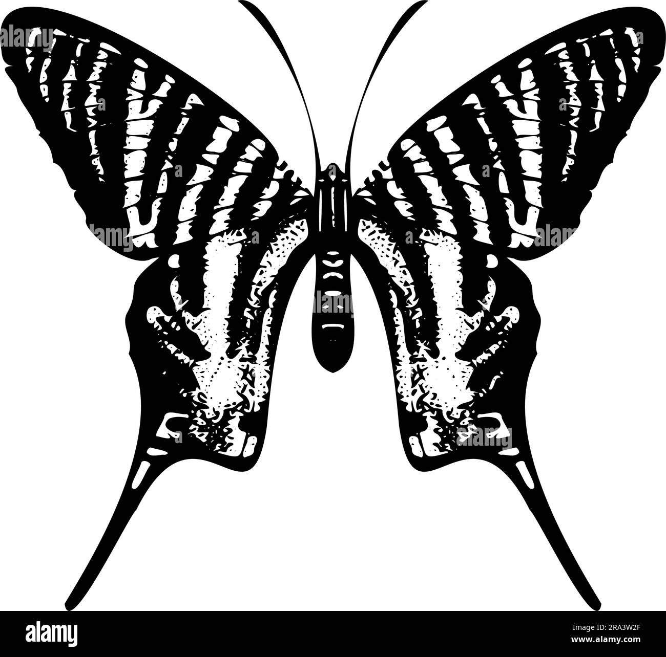 Elegant Butterfly Silhouette isolated on white background. Vector ...