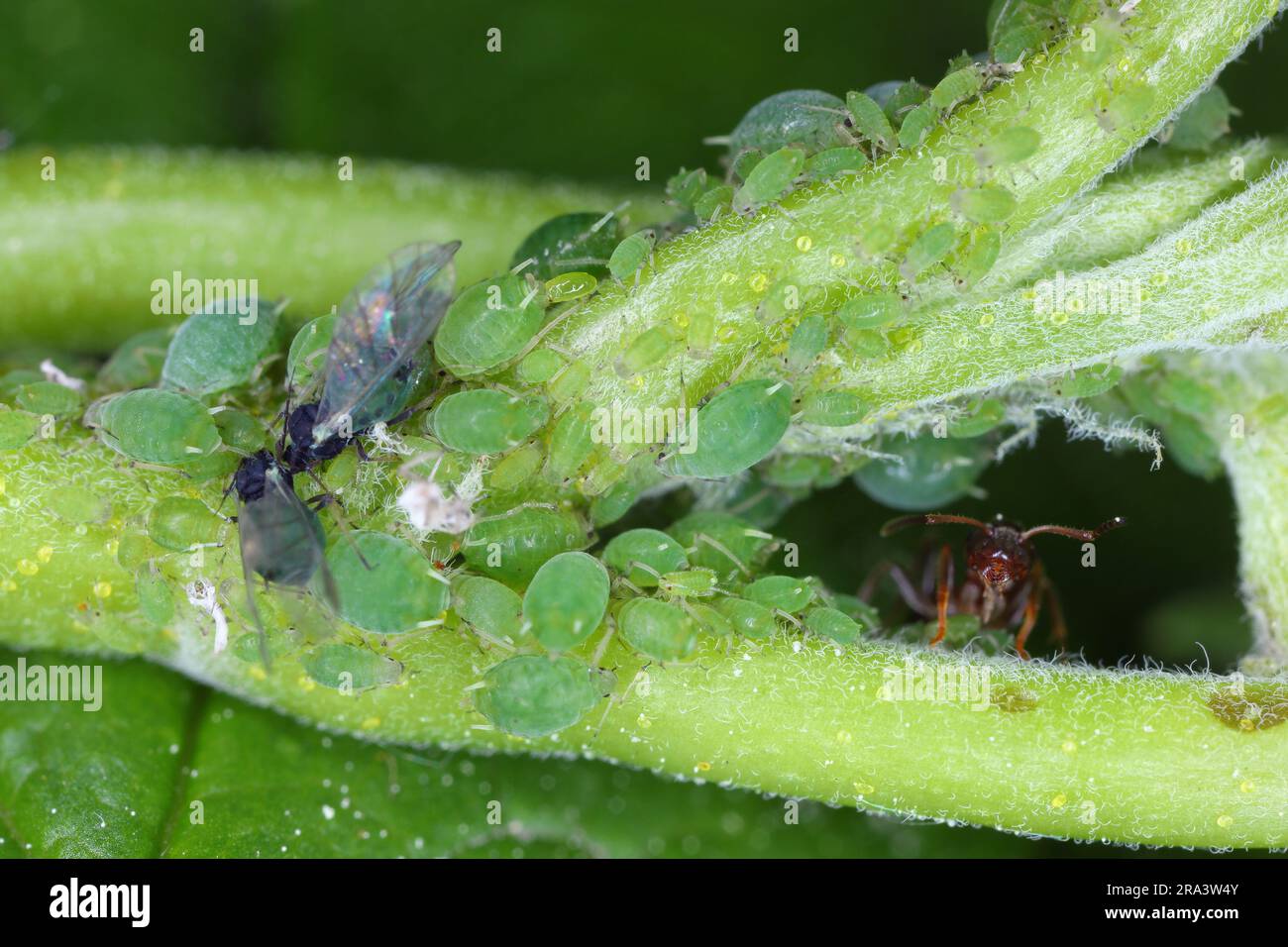 Permanent currant aphid Aphis schneideri on redcurrant leaf. Stock Photo
