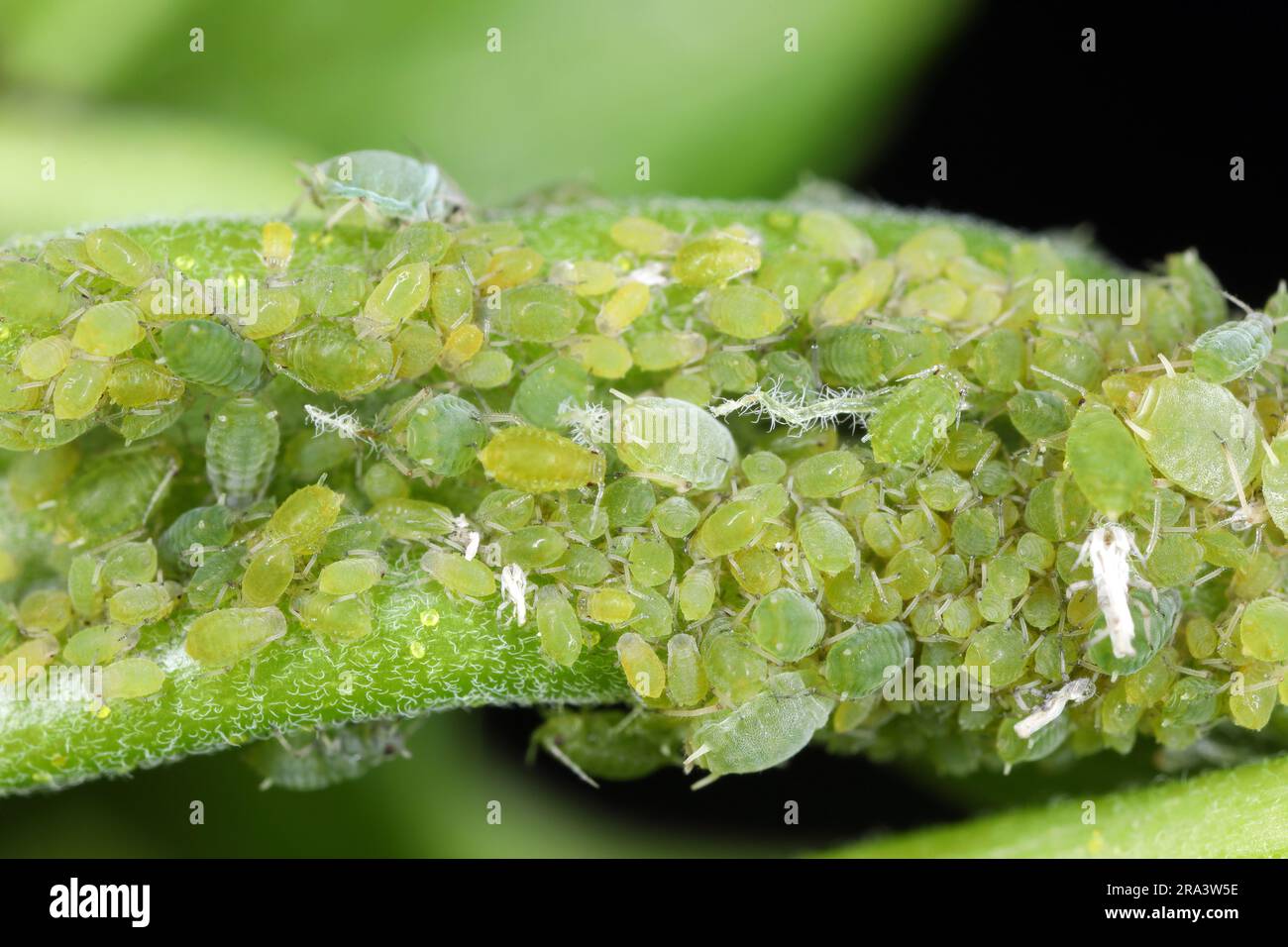 Permanent currant aphid Aphis schneideri on redcurrant leaf. Stock Photo