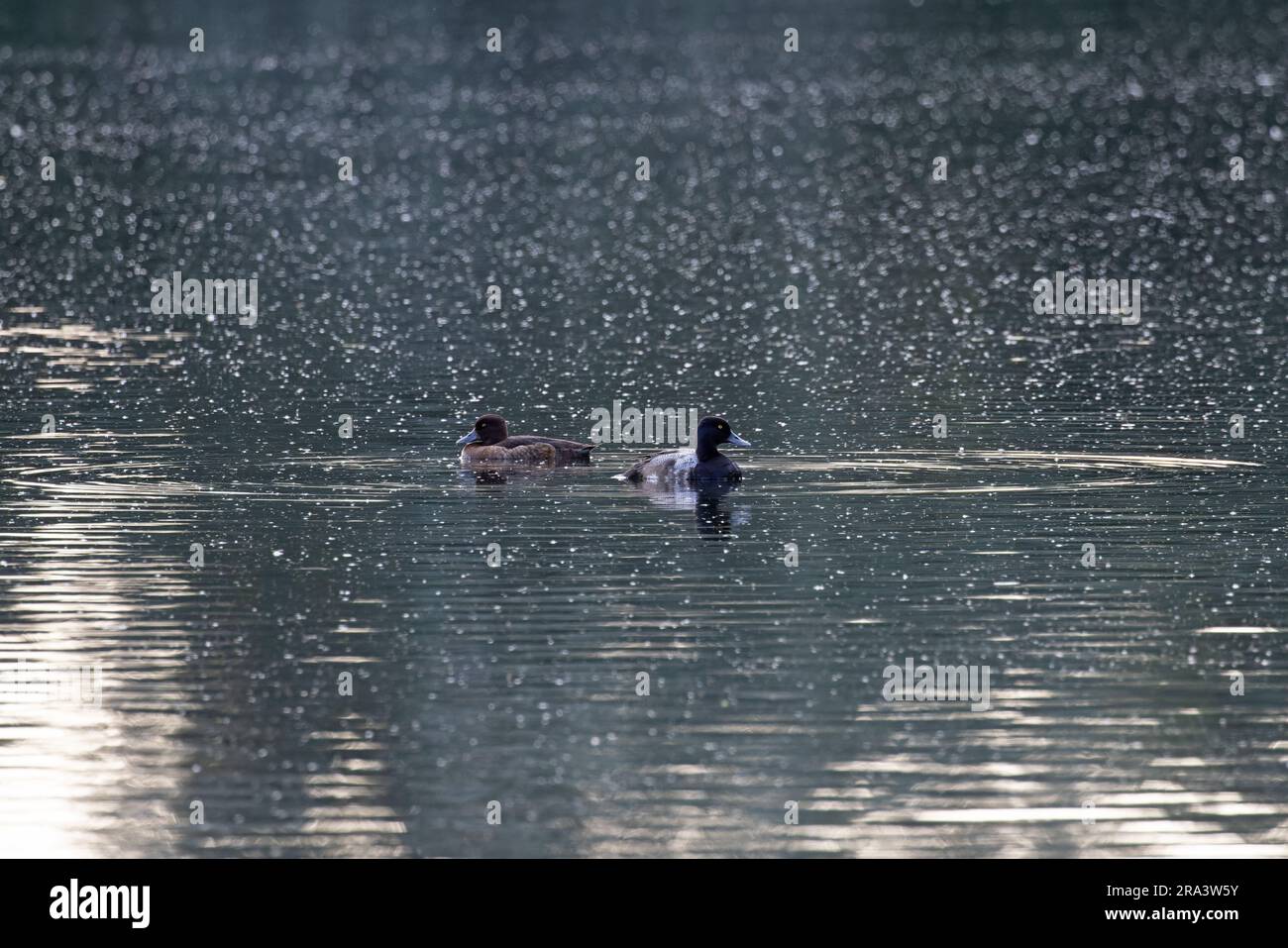 Lesser Scaup (Aythya affinis) with female Tufted Duck Norfolk June 2023 Stock Photo
