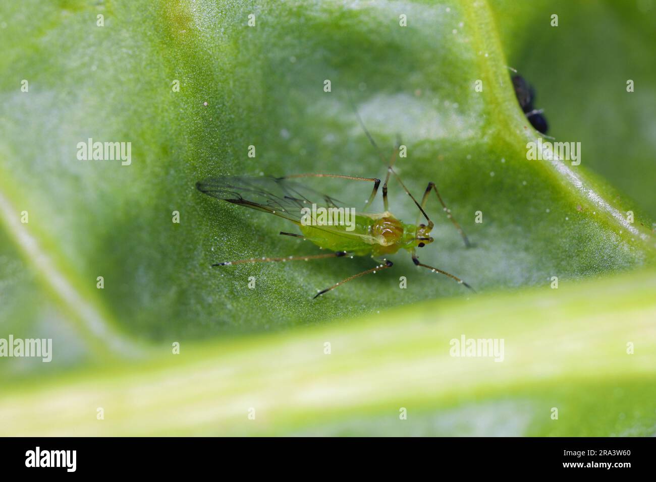 Green winged aphid on a spinach leaf in the garden. Stock Photo