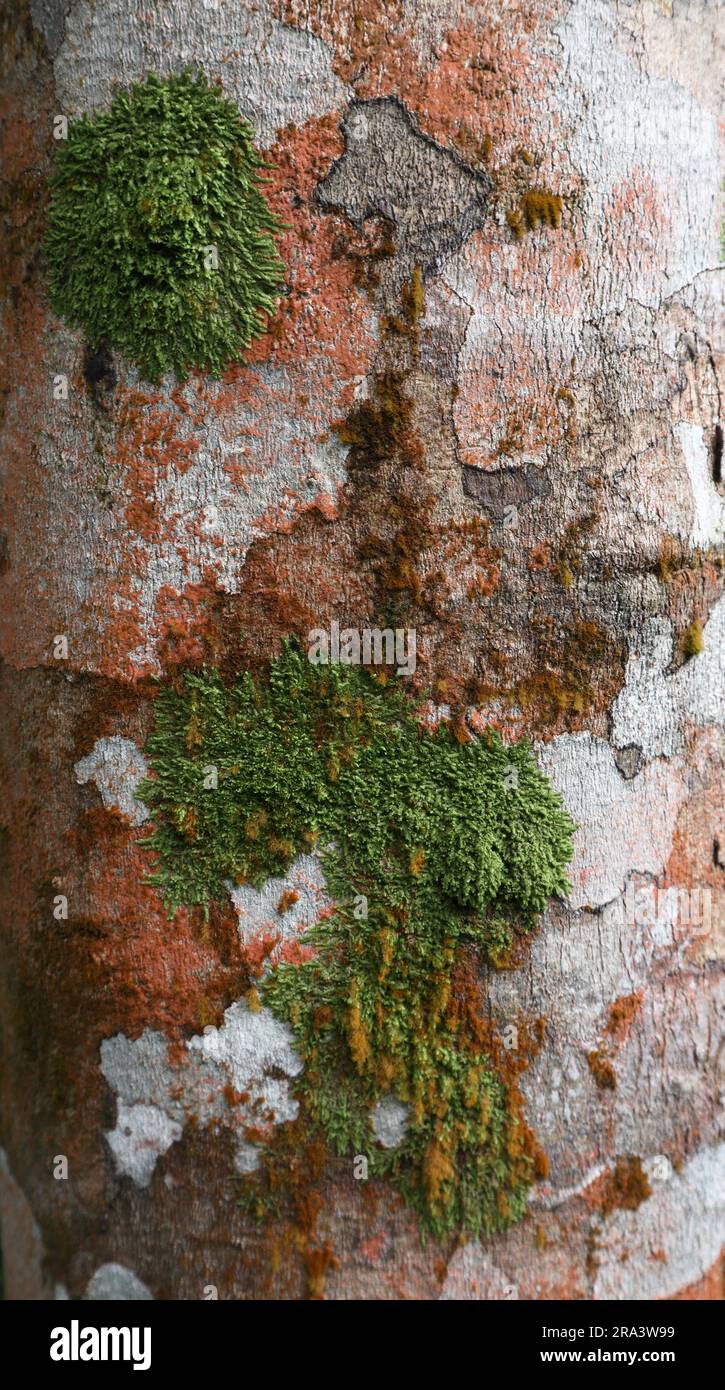 Moss Ruber Vertical view of a Rubber tree stem surface, the stem covered with the ...
