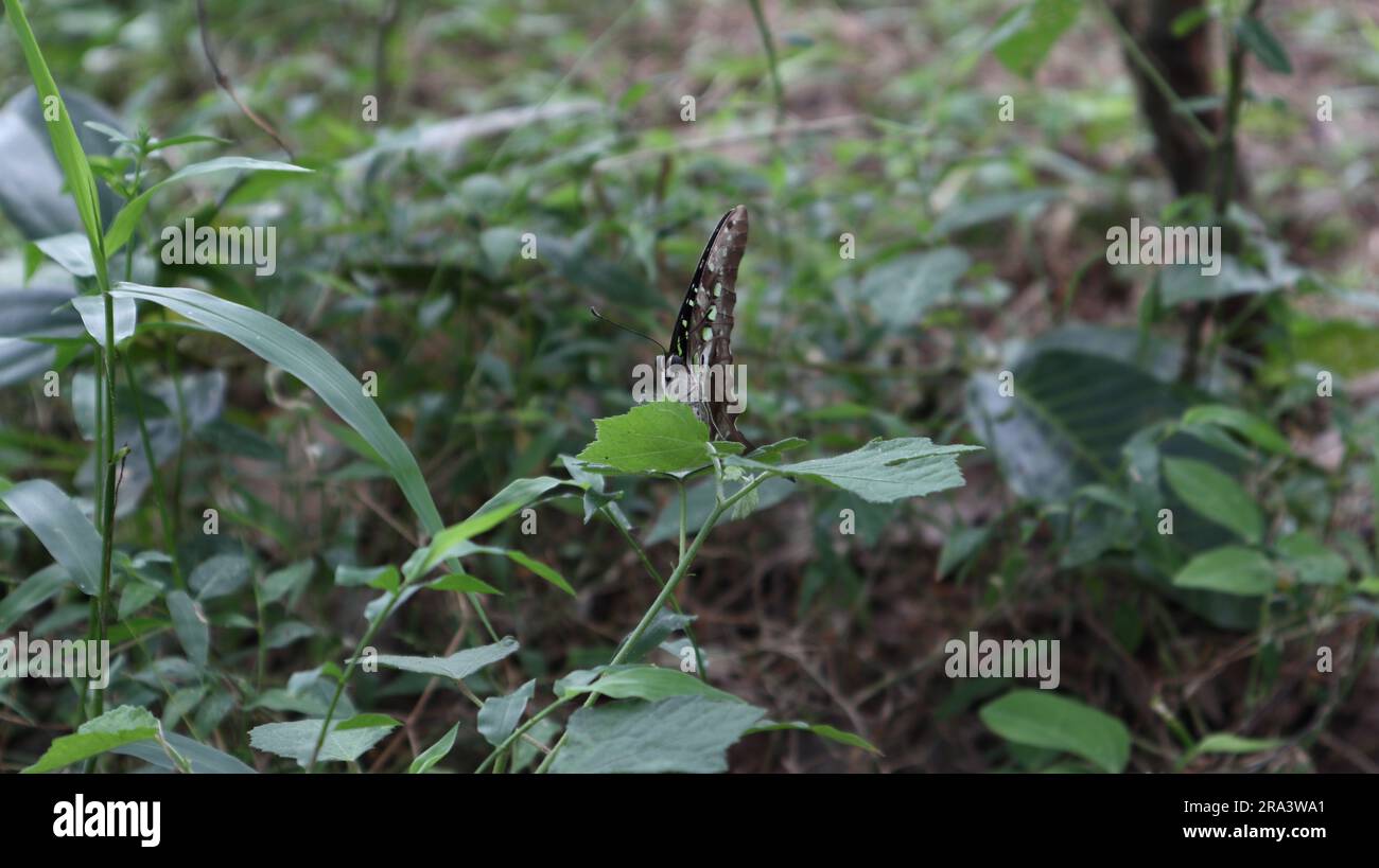 A Tailed green jay butterfly (Graphium Agamemnon) perched on top of a Caesarweed (Urena Lobata) leaf near to ground in a wild area Stock Photo