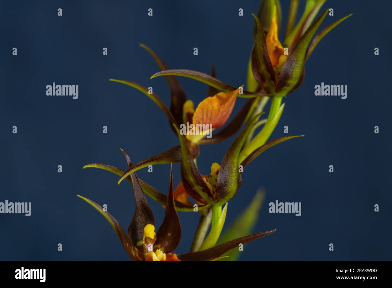 brown cambria orchid flowers on dark background close-up Stock Photo