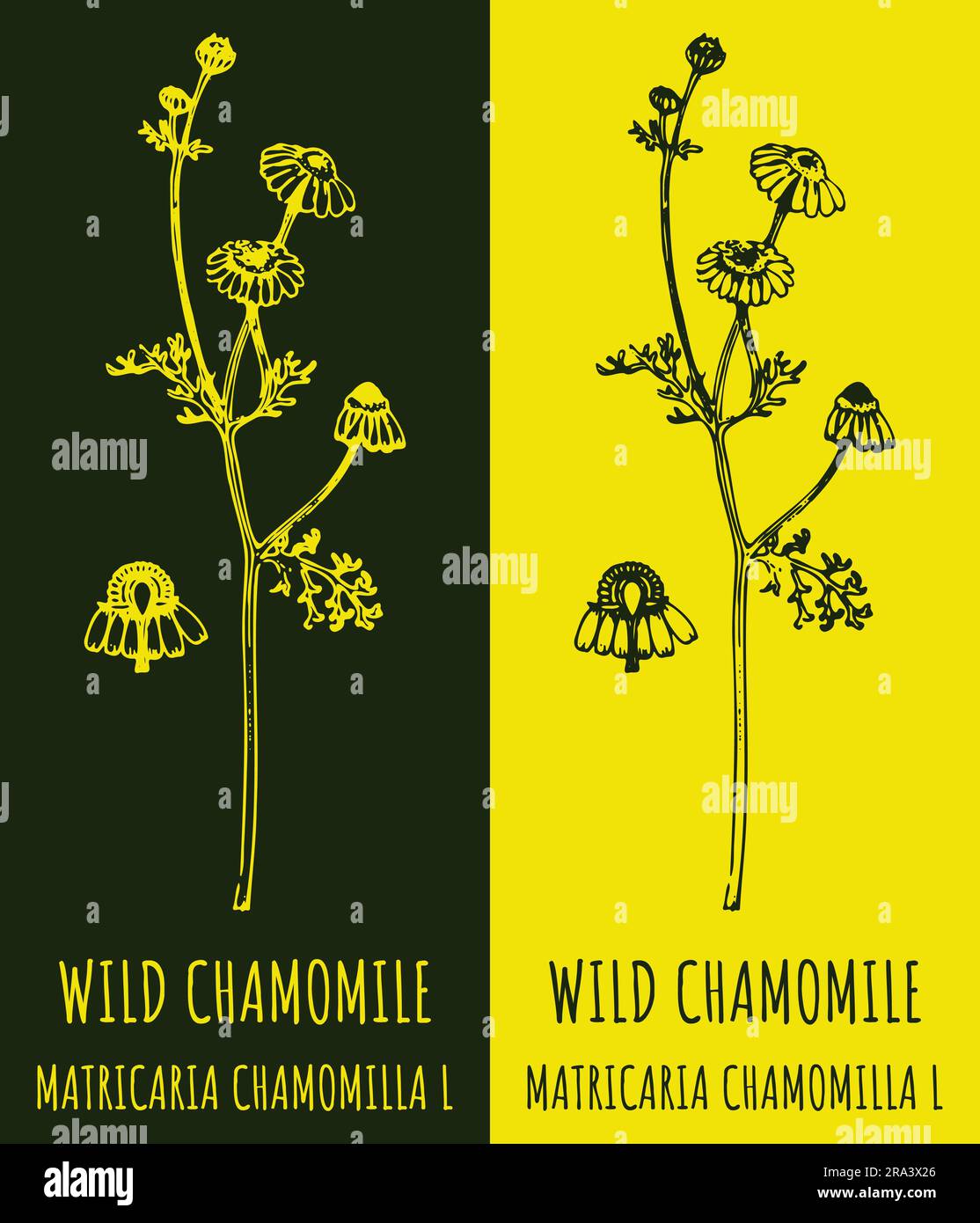Drawings WILD CHAMOMILE . Hand drawn illustration. Latin name MATRICARIA CHAMOMILLA L Stock