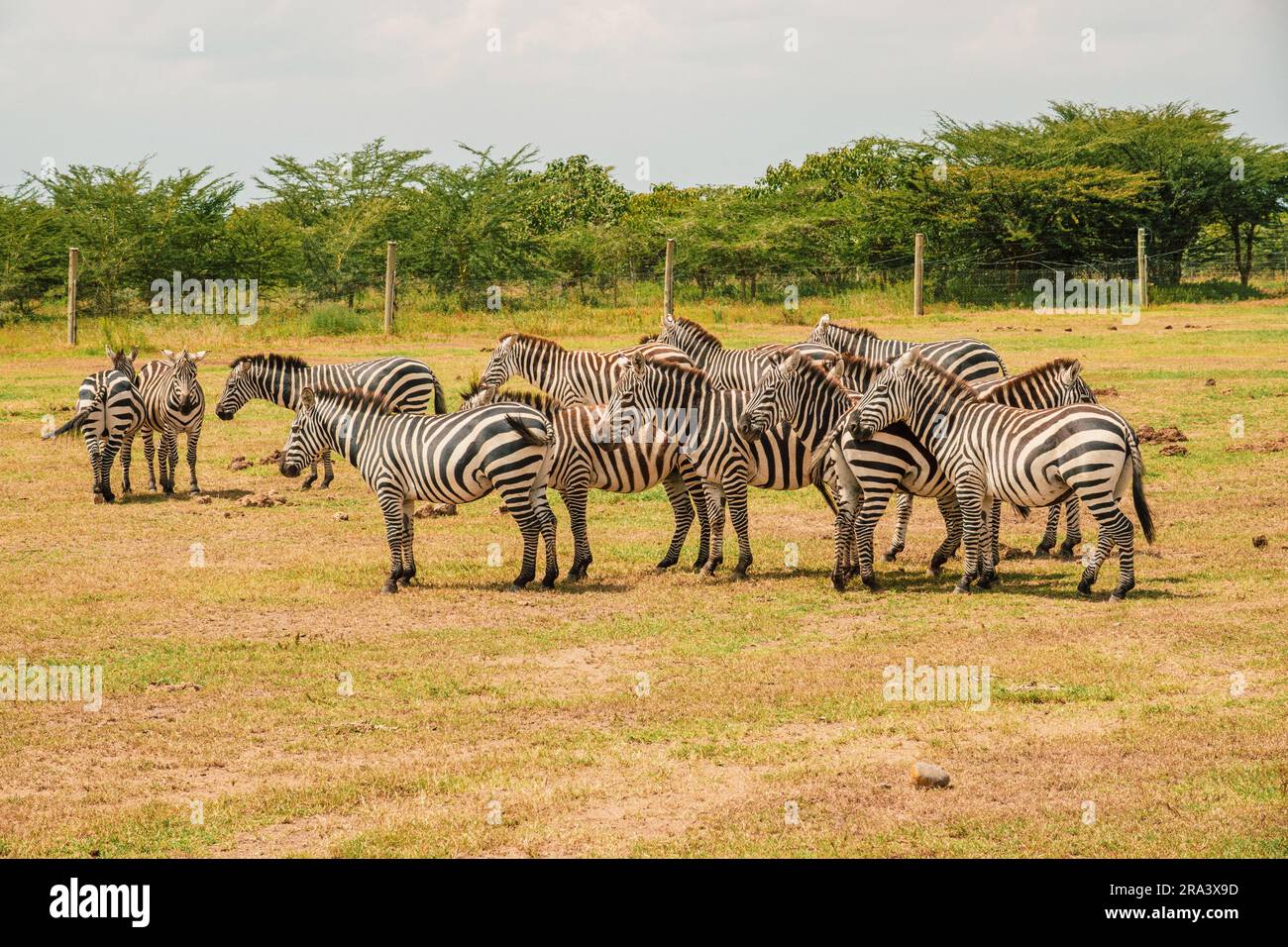 A herd of zebras grazing in the wild at Ol Pejeta Conservancy in