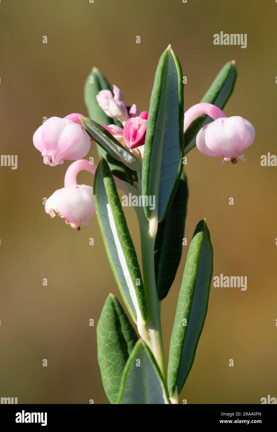 Small shrub of a flowering plant bog-rosemary (Andromeda polifolia) on a sphagnum bog in Europe Stock Photo