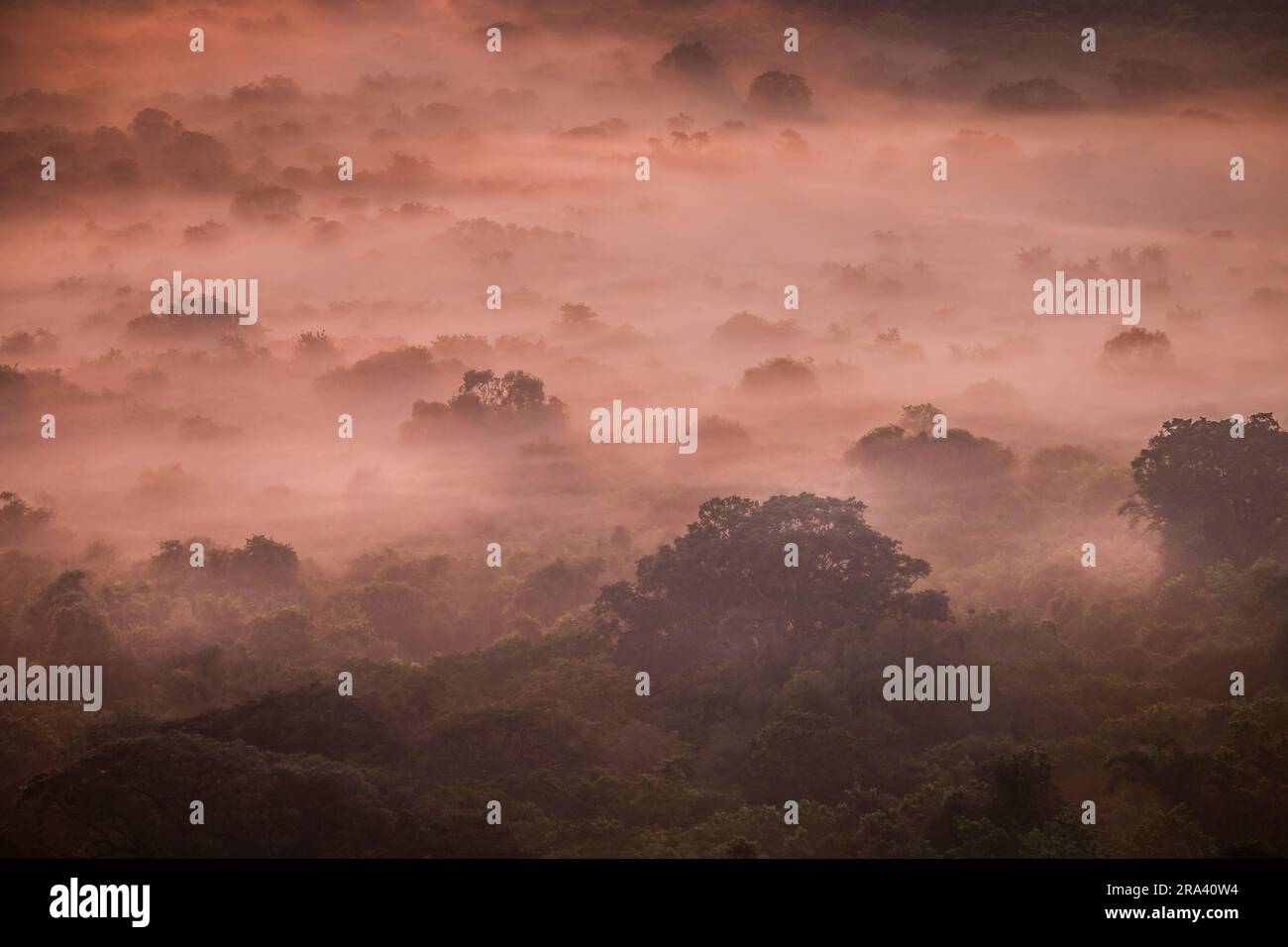 An aerial view of a misty mountain range with a lush forest below Stock ...