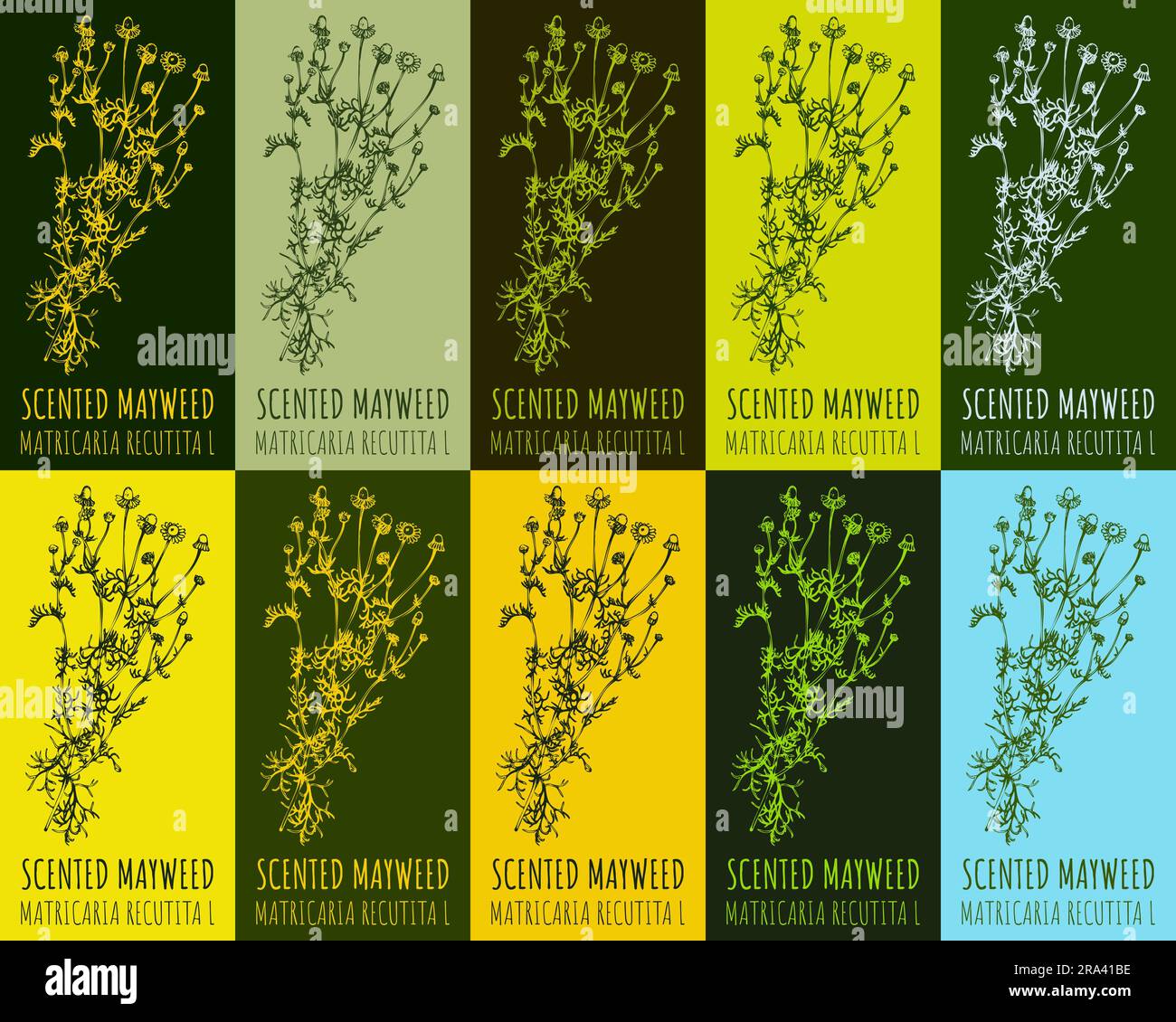 Set of drawing of WILD CHAMOMILE in various colors. Hand drawn illustration. Latin name