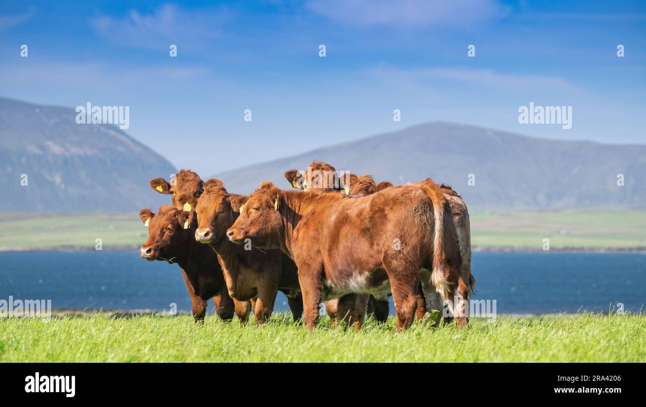 Native Beef Cow Herd of Luing native beef cattle grazing pasture on the Orkney Isles ...