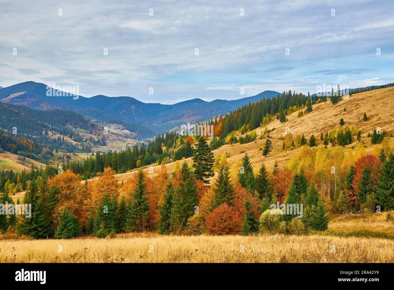 the mountain autumn landscape with colorful forest Stock Photo - Alamy