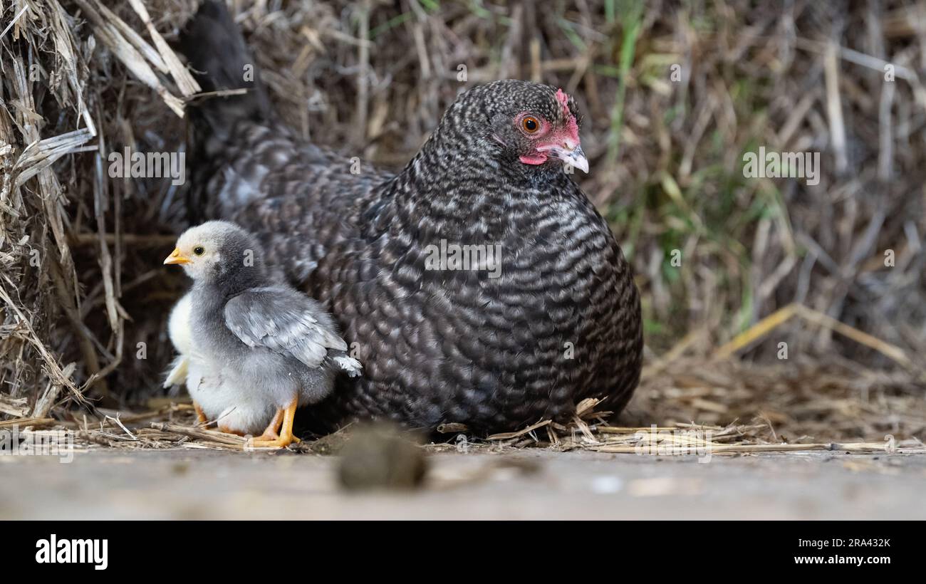 Bantam hen with young chicks in a farmyard. North Yorkshire, UK Stock