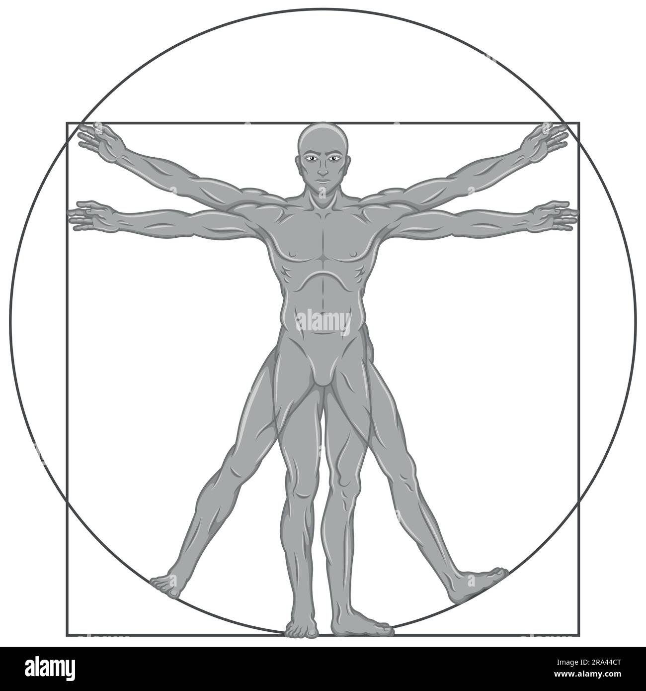 Vector design of cartoon style Vitruvian man, Study of the ideal proportions of the human body, Canon of human proportions Stock Vector