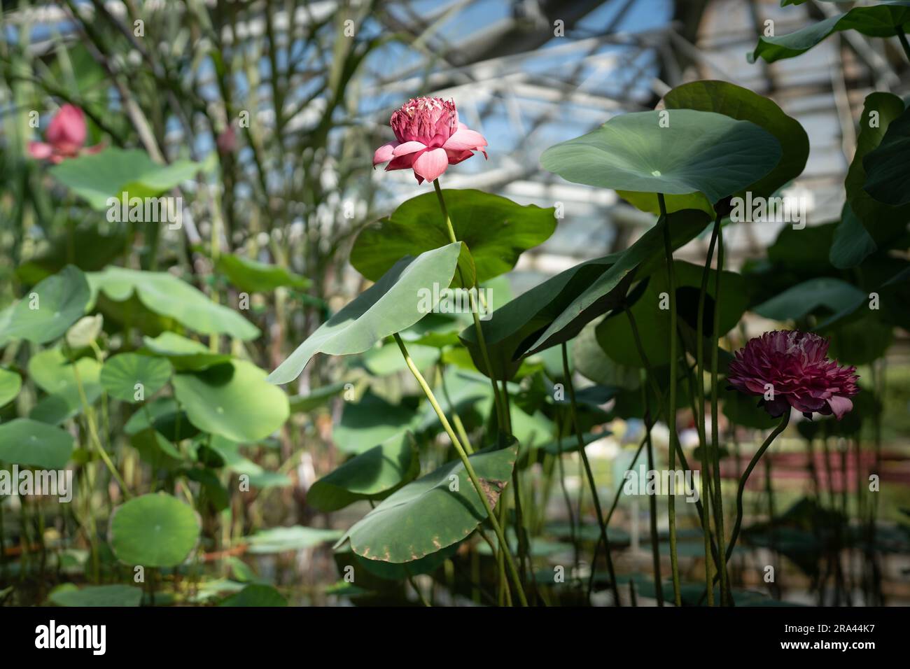 Pink lotus water lily blooming in tropical glasshouse Stock Photo - Alamy