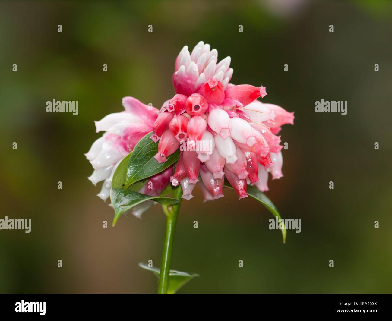 Compund flower of Cavendishia acuminata Stock Photo