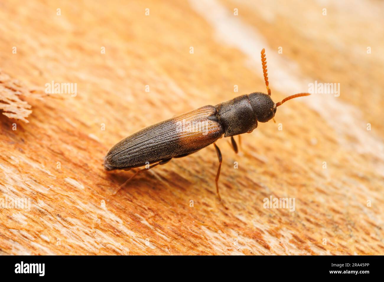 False Click Beetle (Isorhipis ruficornis) - Female Stock Photo