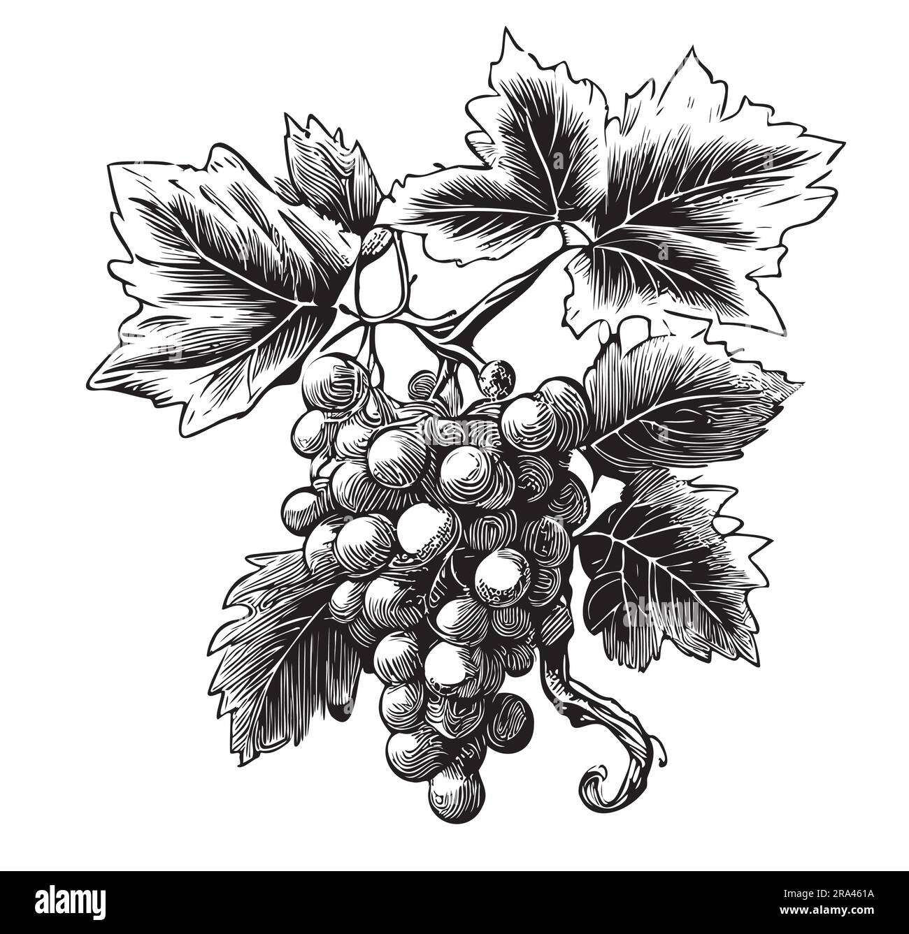 Bunch of grapes hand drawn sketch in doodle style Berries illustration Stock Vector