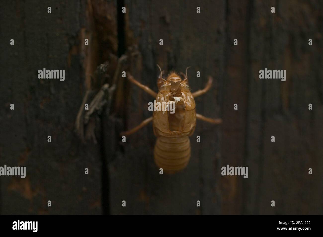 An empty Brood X Cicada shell is left behind on a utility pole. Cicadas are beginning their invasion of Southern Indiana, which occurs every 17 years. (Photo by Jeremy Hogan) Stock Photo