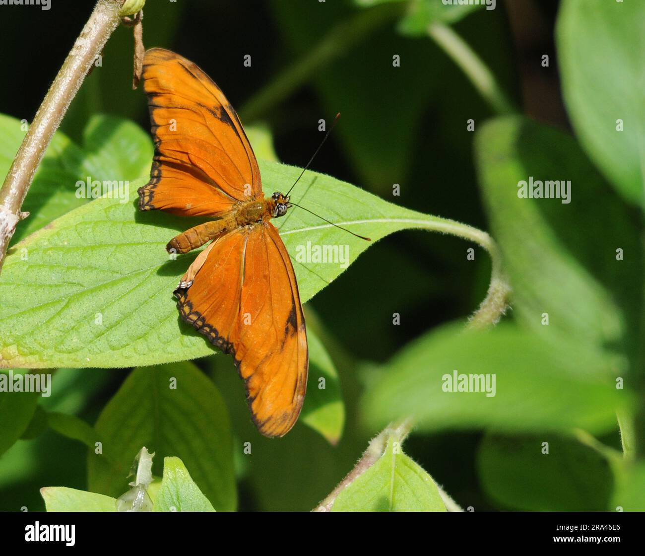 FLAME BAUTTERFLY, CUMBERLAND HOUSE NATURAL HISTORY MUSEUM BUTTERFLY