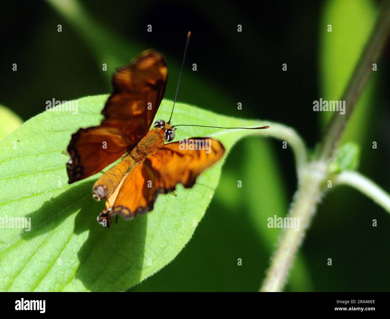 FLAME BAUTTERFLY, CUMBERLAND HOUSE NATURAL HISTORY MUSEUM BUTTERFLY