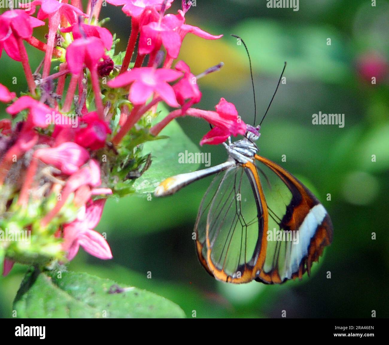 GLASSWING BUTTERFLY, BUTTERFLY HOUSE, CUMBERLAND HOUSE NATURAL HISTORY