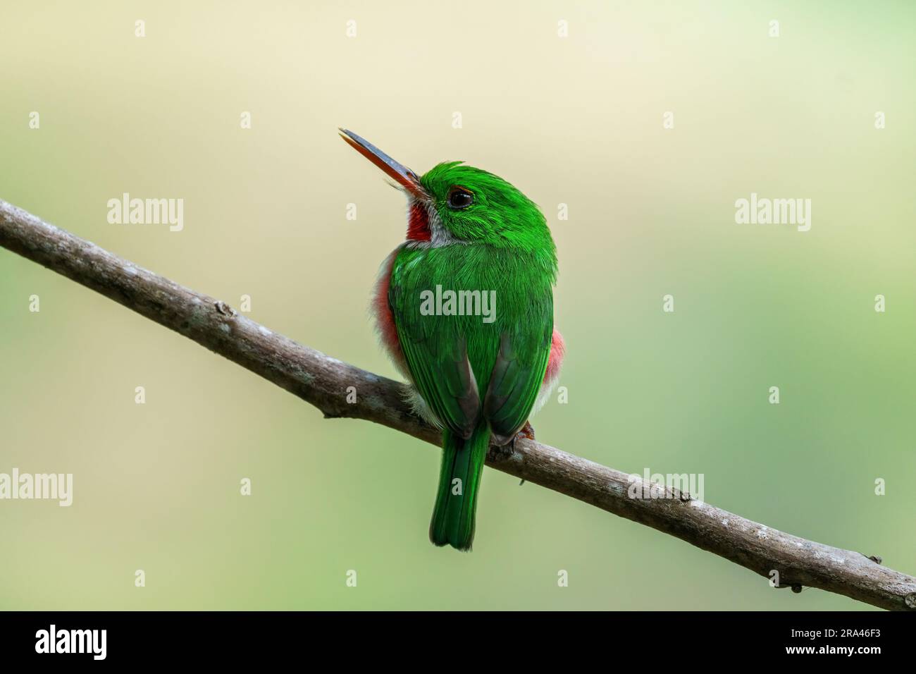Close-up of a green and red tody bird on a branch - looking to the left. The background is isolated and blurred. Stock Photo