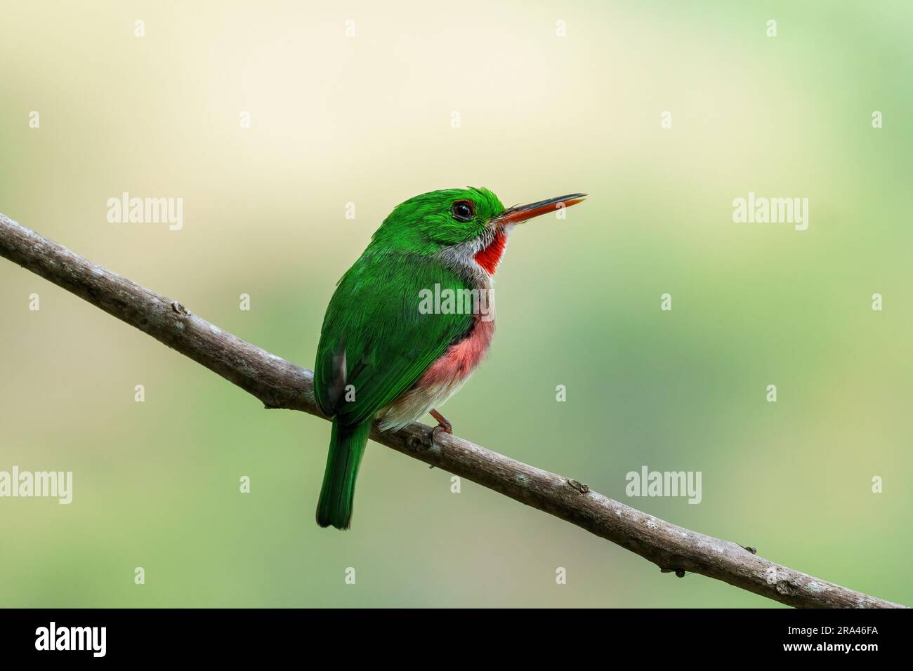 Close-up of a green and red tody bird on a branch - looking to the right. The background is isolated and blurred. Stock Photo