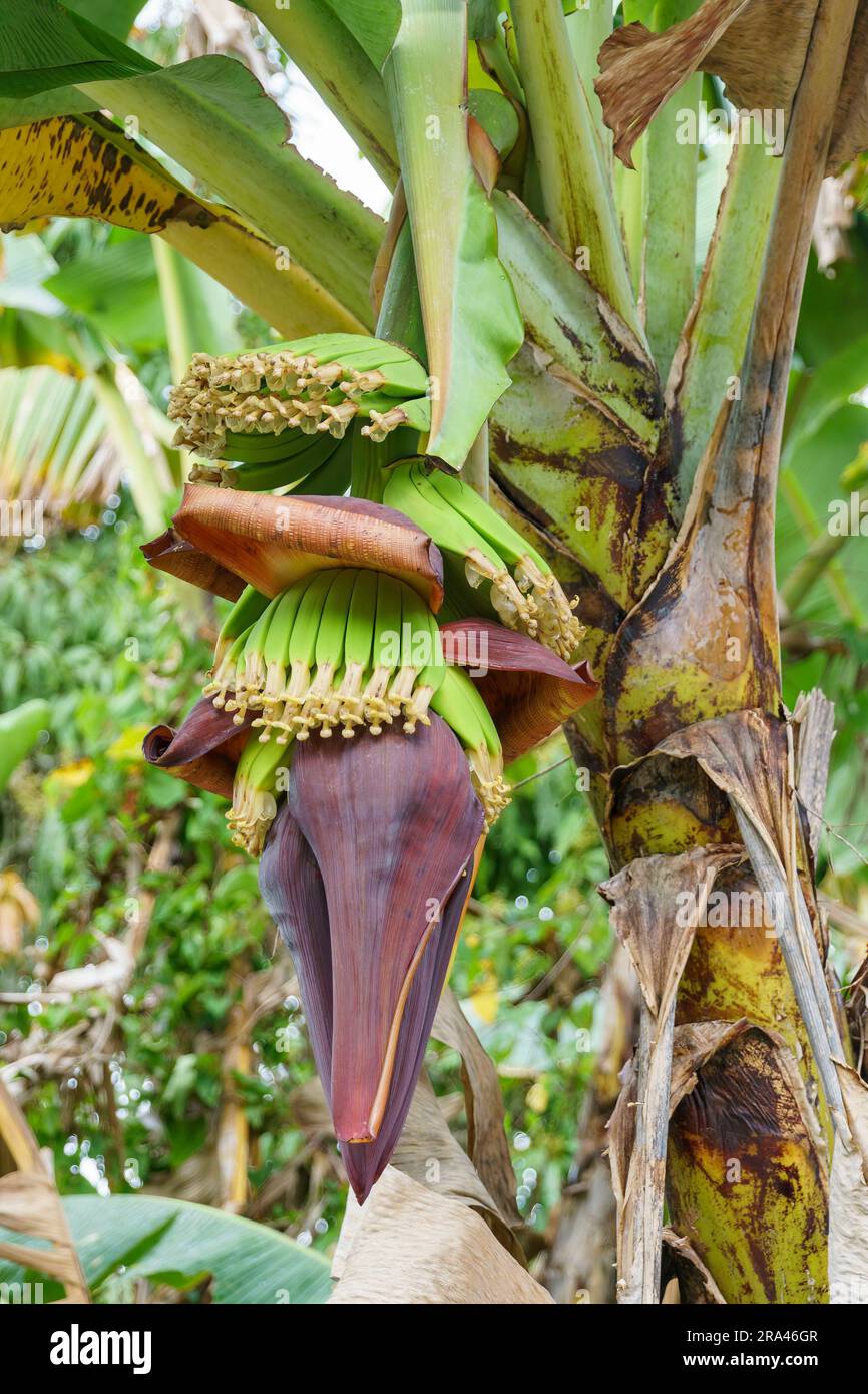 Flowering banana plant with several large bunches of ripening fruit. The flower is reddish purple. Stock Photo