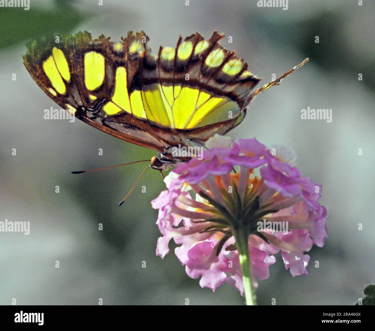 MALACHITE BUTTERFLY, BUTTERFLY HOUSE, CUMBERLAND HOUSE NATURAL HISTORY