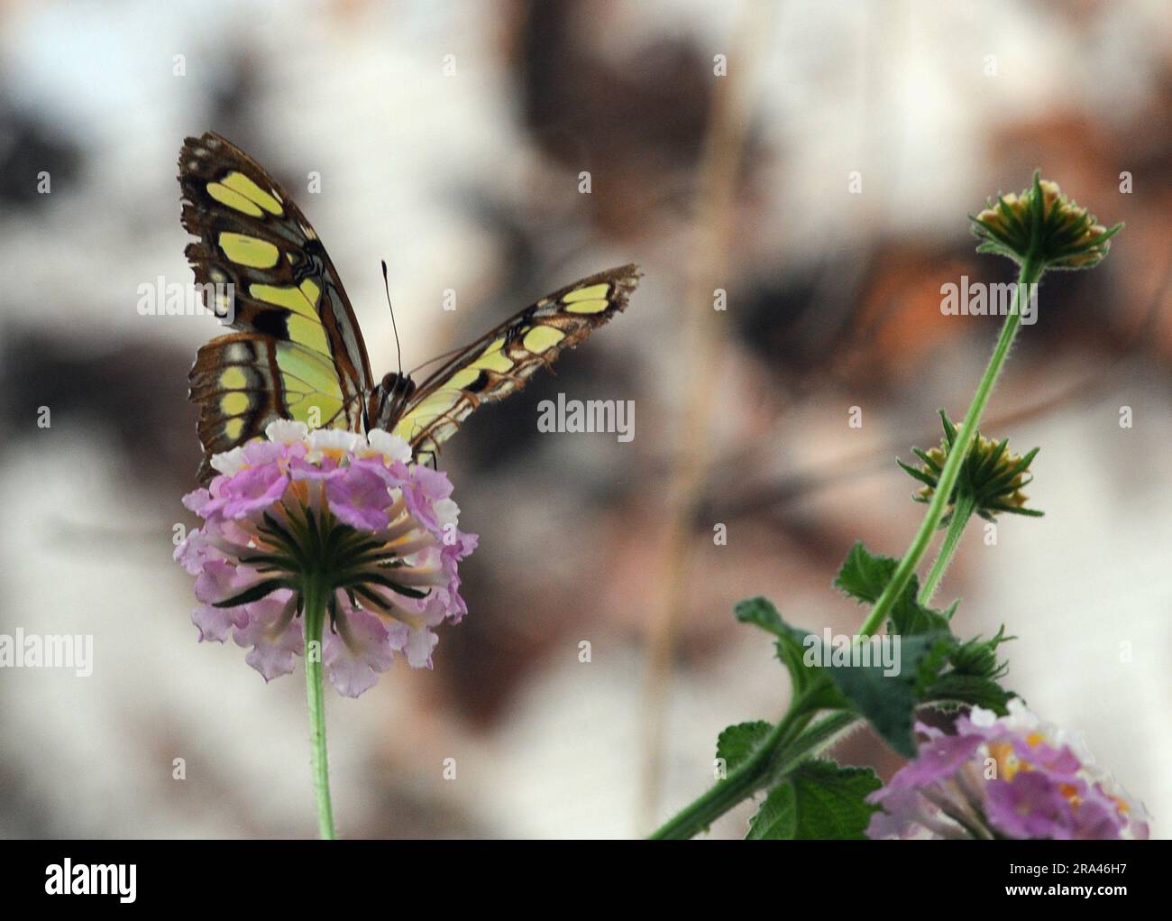 MALACHITE BUTTERFLY, BUTTERFLY HOUSE, CUMBERLAND HOUSE NATURAL HISTORY