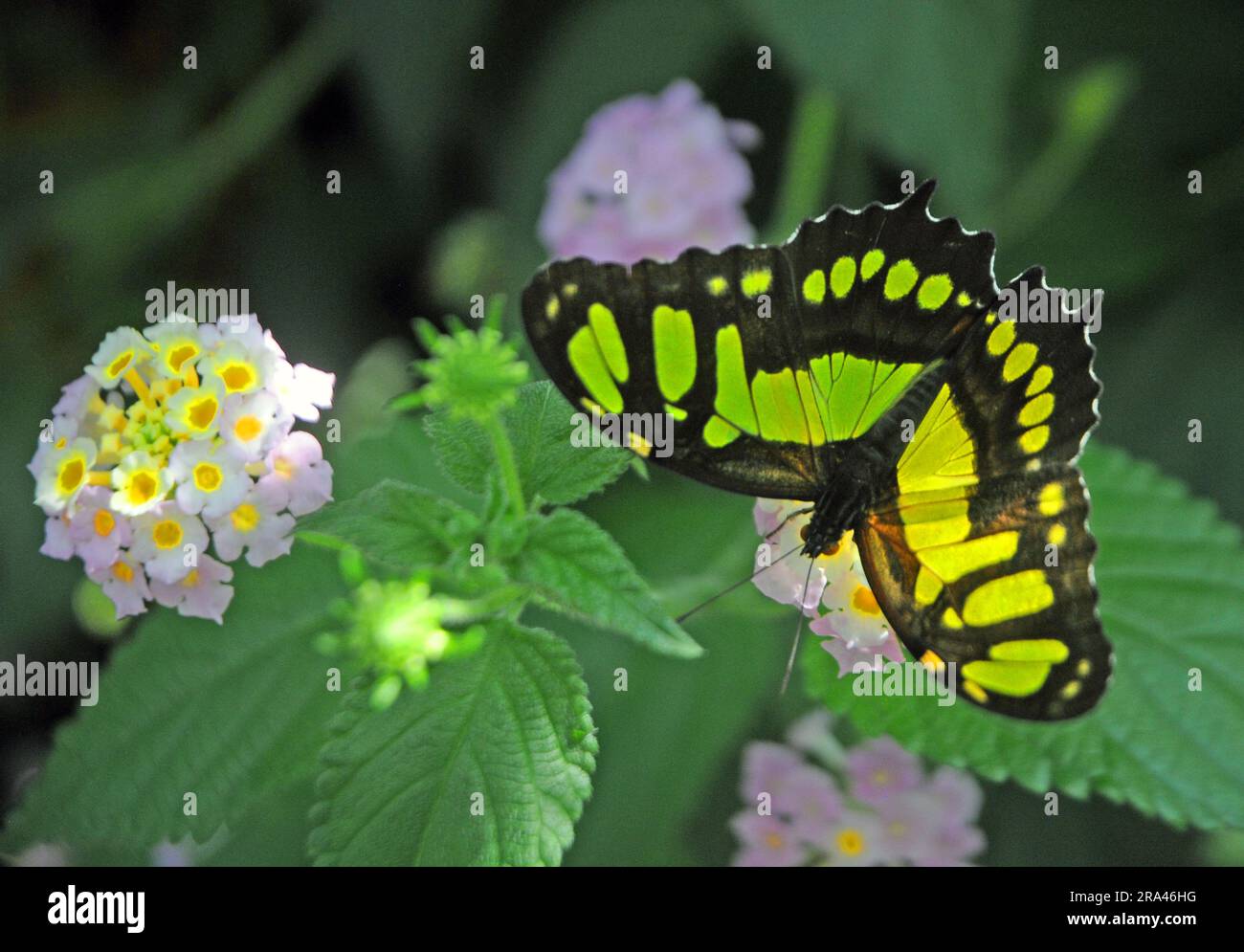 MALACHITE BUTTERFLY, BUTTERFLY HOUSE, CUMBERLAND HOUSE NATURAL HISTORY