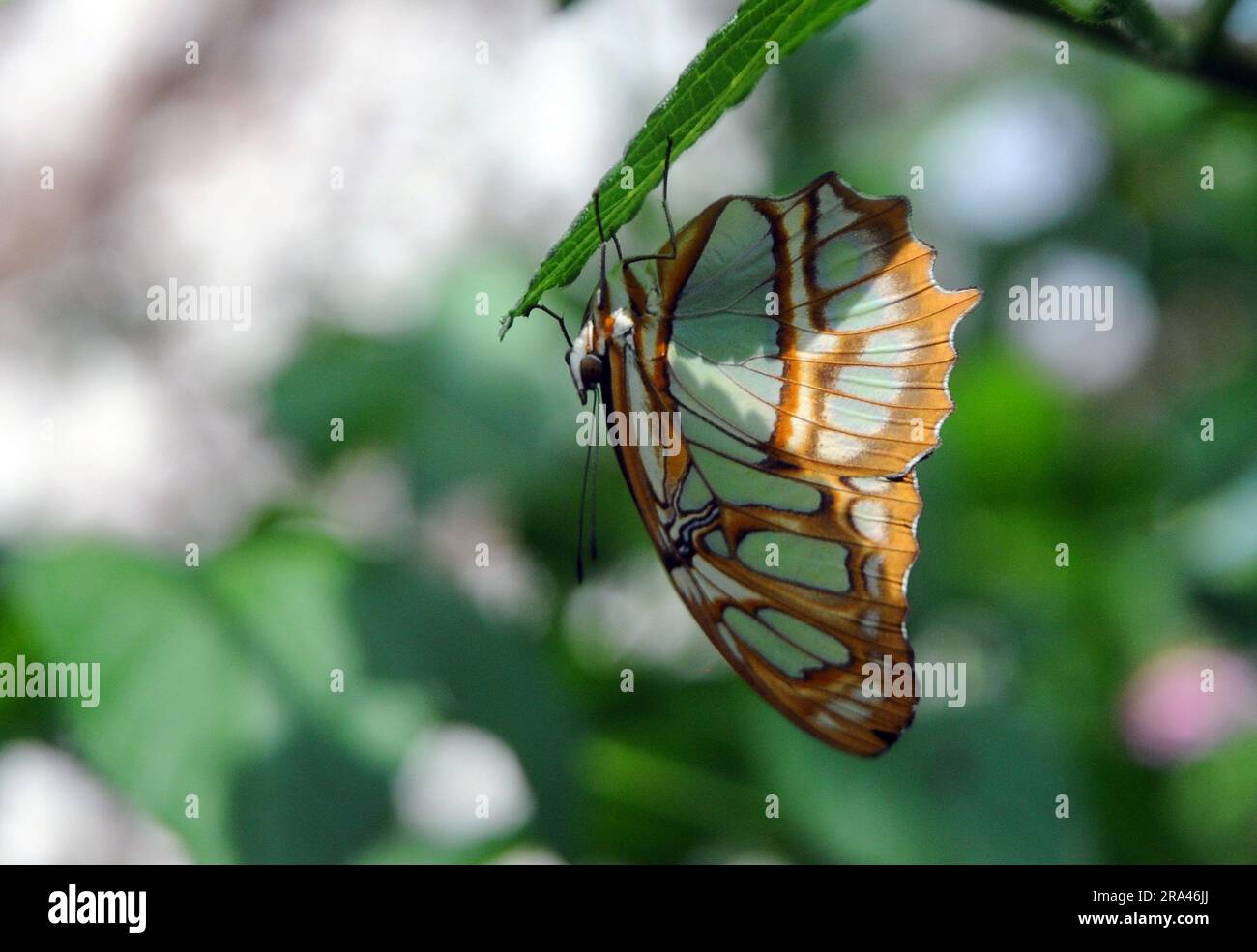 MALACHITE BUTTERFLY, BUTTERFLY HOUSE, CUMBERLAND HOUSE NATURAL HISTORY