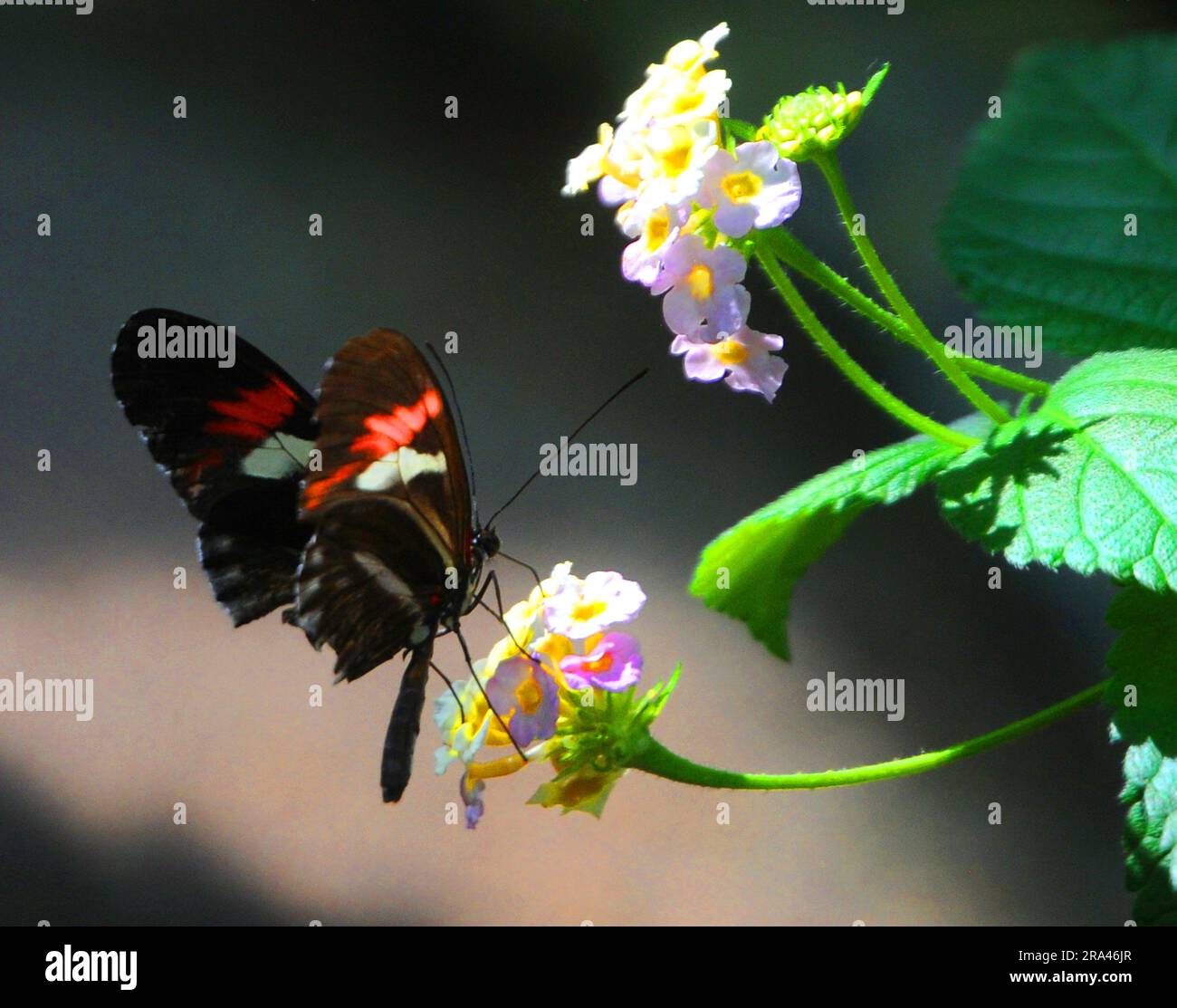 POSTMAN BUTTERFLY, BUTTERFLY HOUSE, CUMBERLAND HOUSE NATURAL HISTORY