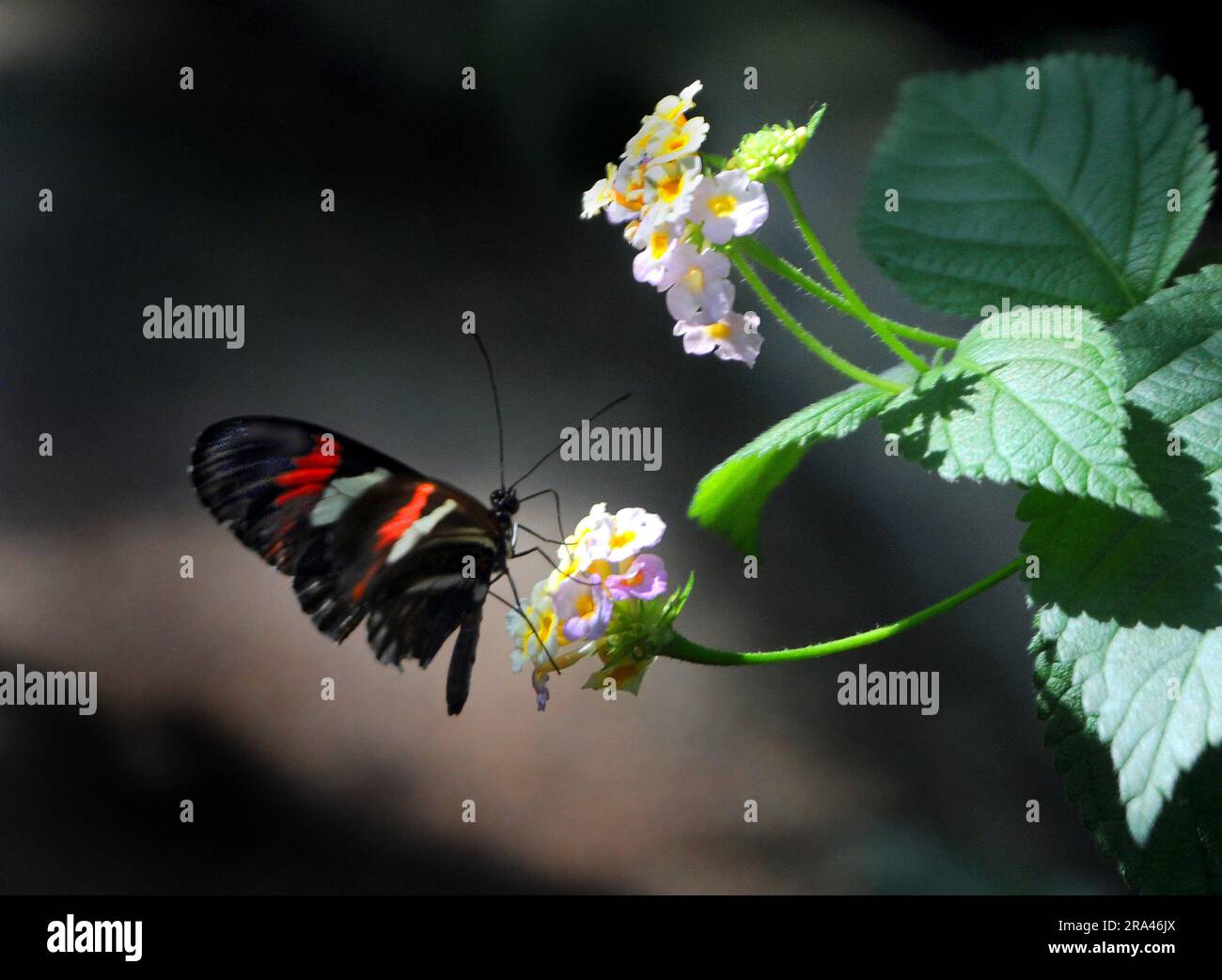 POSTMAN BUTTERFLY, BUTTERFLY HOUSE, CUMBERLAND HOUSE NATURAL HISTORY