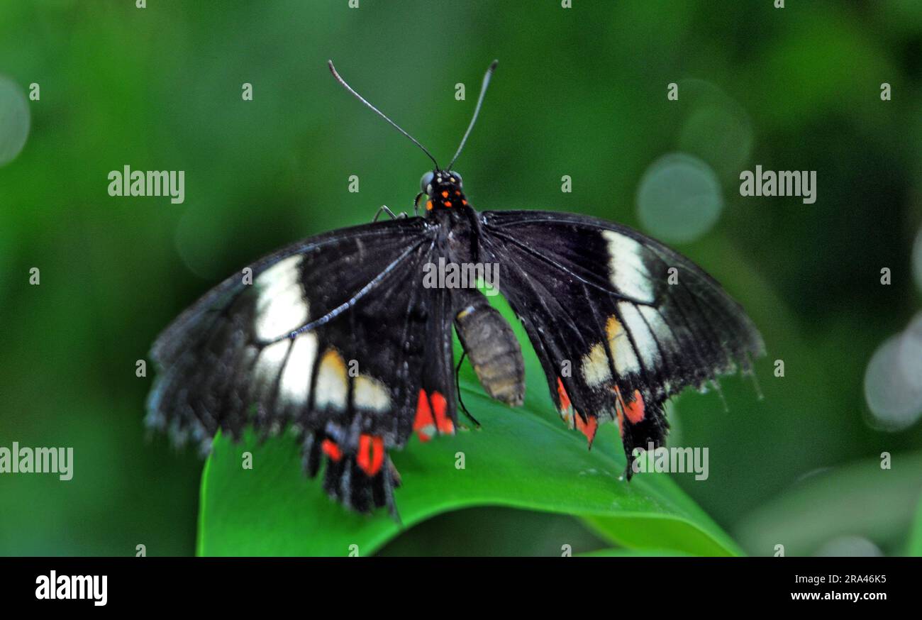 POSTMAN BUTTERFLY, BUTTERFLY HOUSE, CUMBERLAND HOUSE NATURAL HISTORY