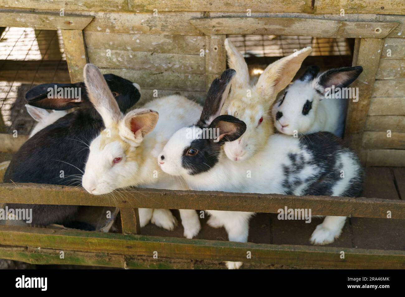 A large group of pet rabbits cuddle together in a wooden enclosure with