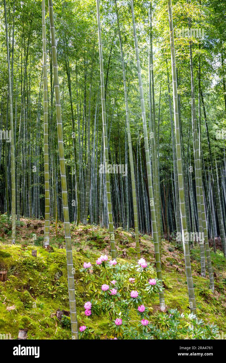 Bamboo Grove and flowering spring plants at Tenryuji temple zen garden