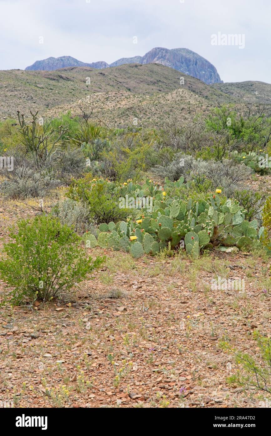 Prickly pear cactus in bloom stand on slope of foothills to the Chisos