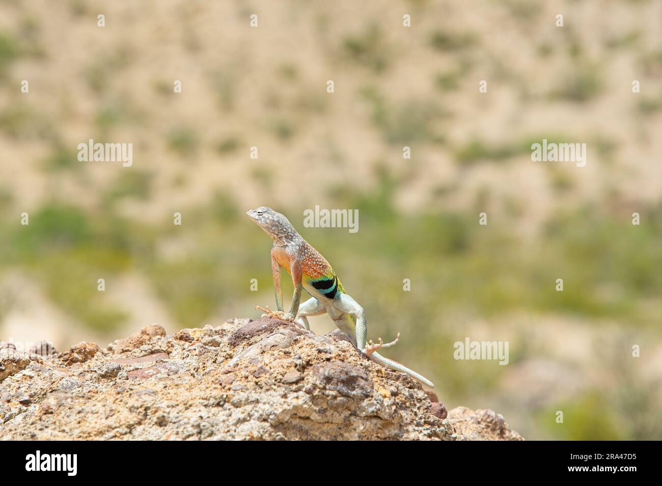 Greater earless lizard soaking in the sun on a rock in Big Bend National park Texas Stock Photo