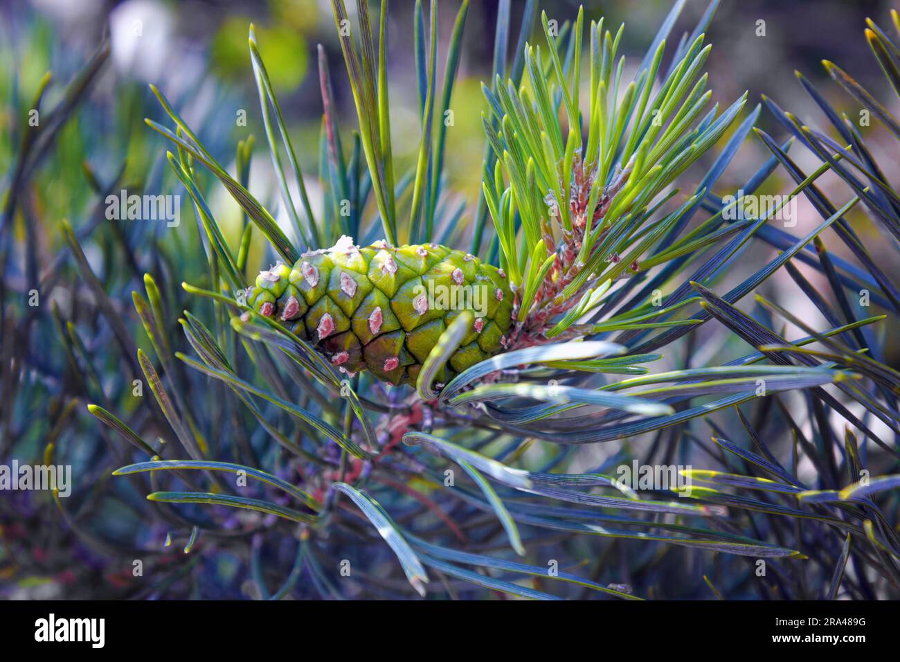 Detail of leaves and branches of Dwarf Mountain pine, Pinus mugo. Stock Photo