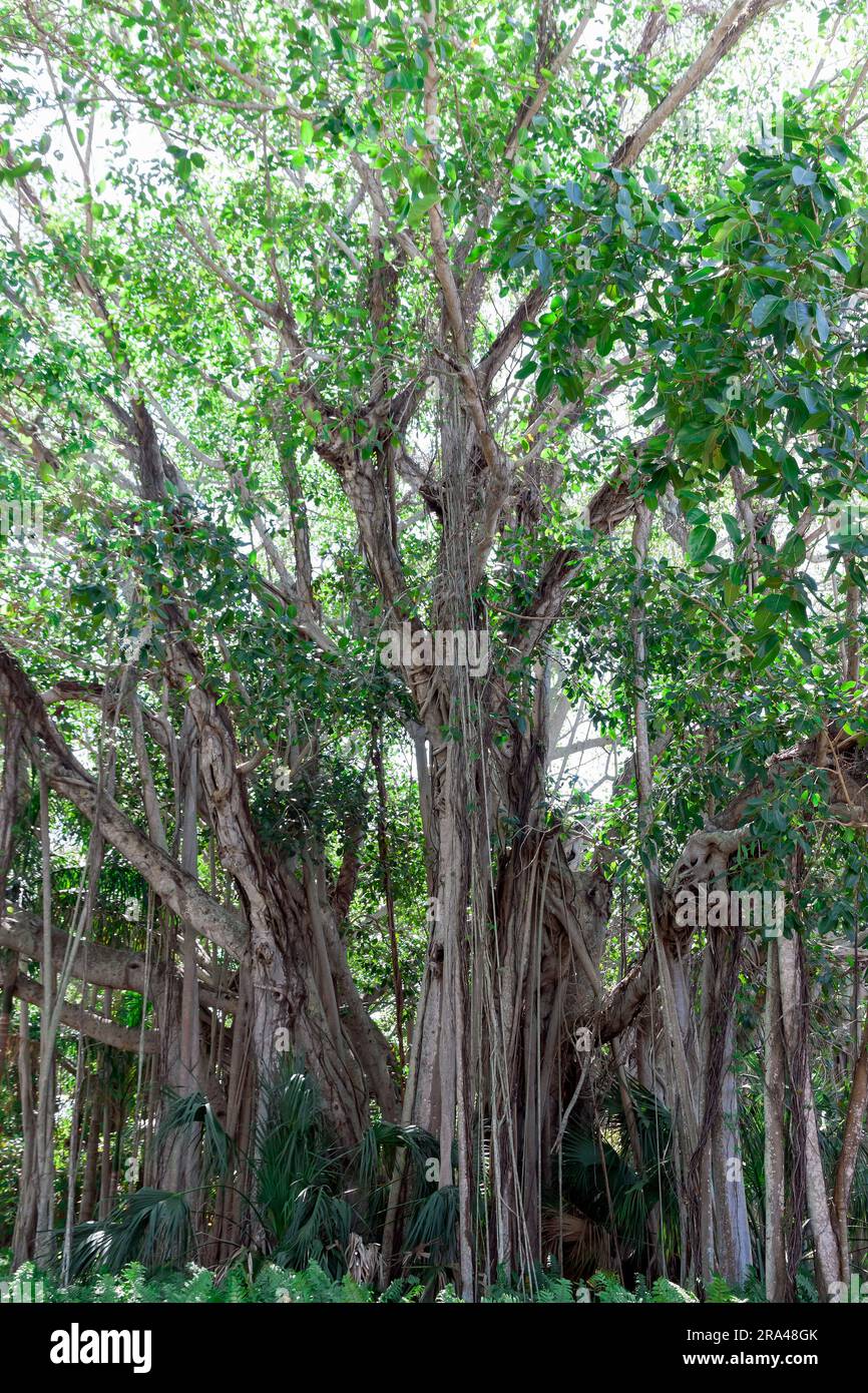 Old Banyan Trees Growing in Sarasota, Florida, United States. Stock Photo