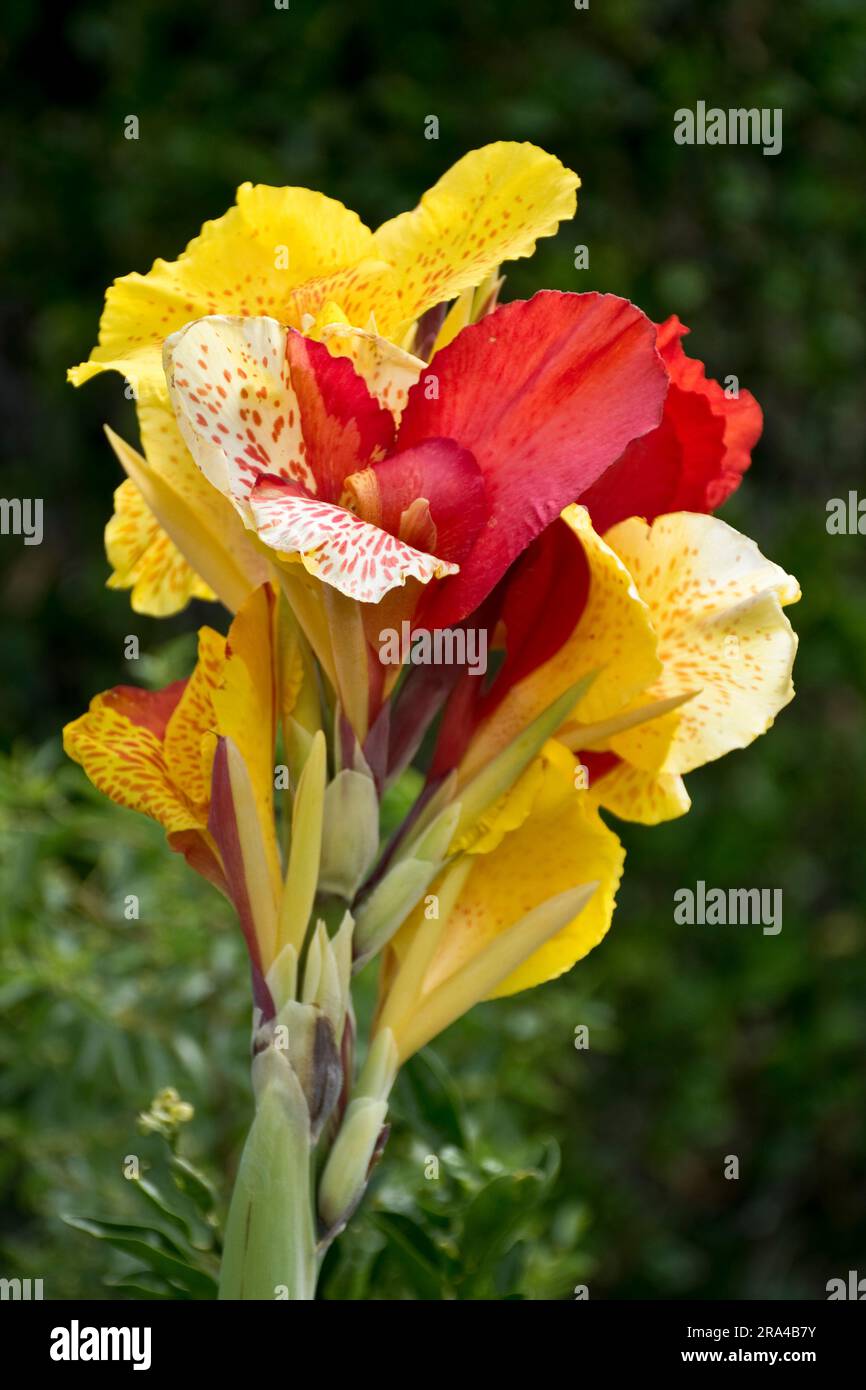 Closeup picture of perennial yellow and red canna lily flowers blooming in the Spring and summer Stock Photo