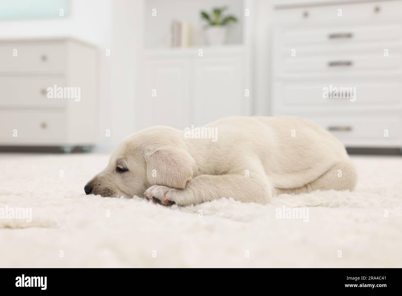 Cute little puppy lying on white carpet at home Stock Photo - Alamy
