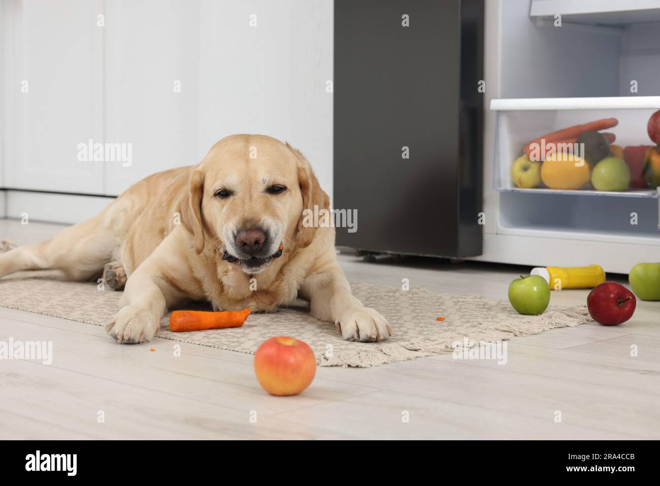 Cute Labrador Retriever eating carrot near refrigerator indoors Stock Photo