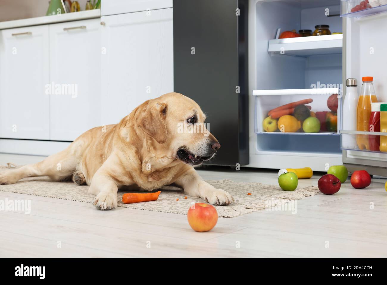 Cute Labrador Retriever with scattered fruits near refrigerator in kitchen Stock Photo