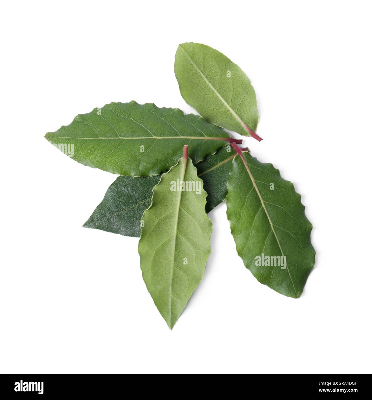 Fresh bay leaves isolated on white, top view Stock Photo Alamy