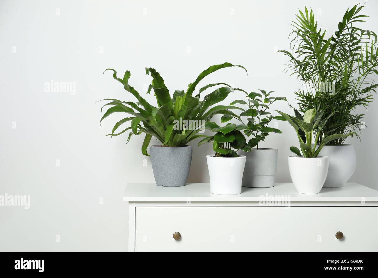 Many different houseplants in pots on chest of drawers near white wall ...