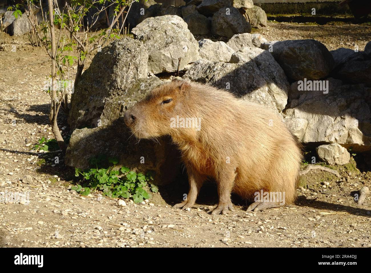 Capybara hydrochoerus hydrochaeris captive hi-res stock photography and ...
