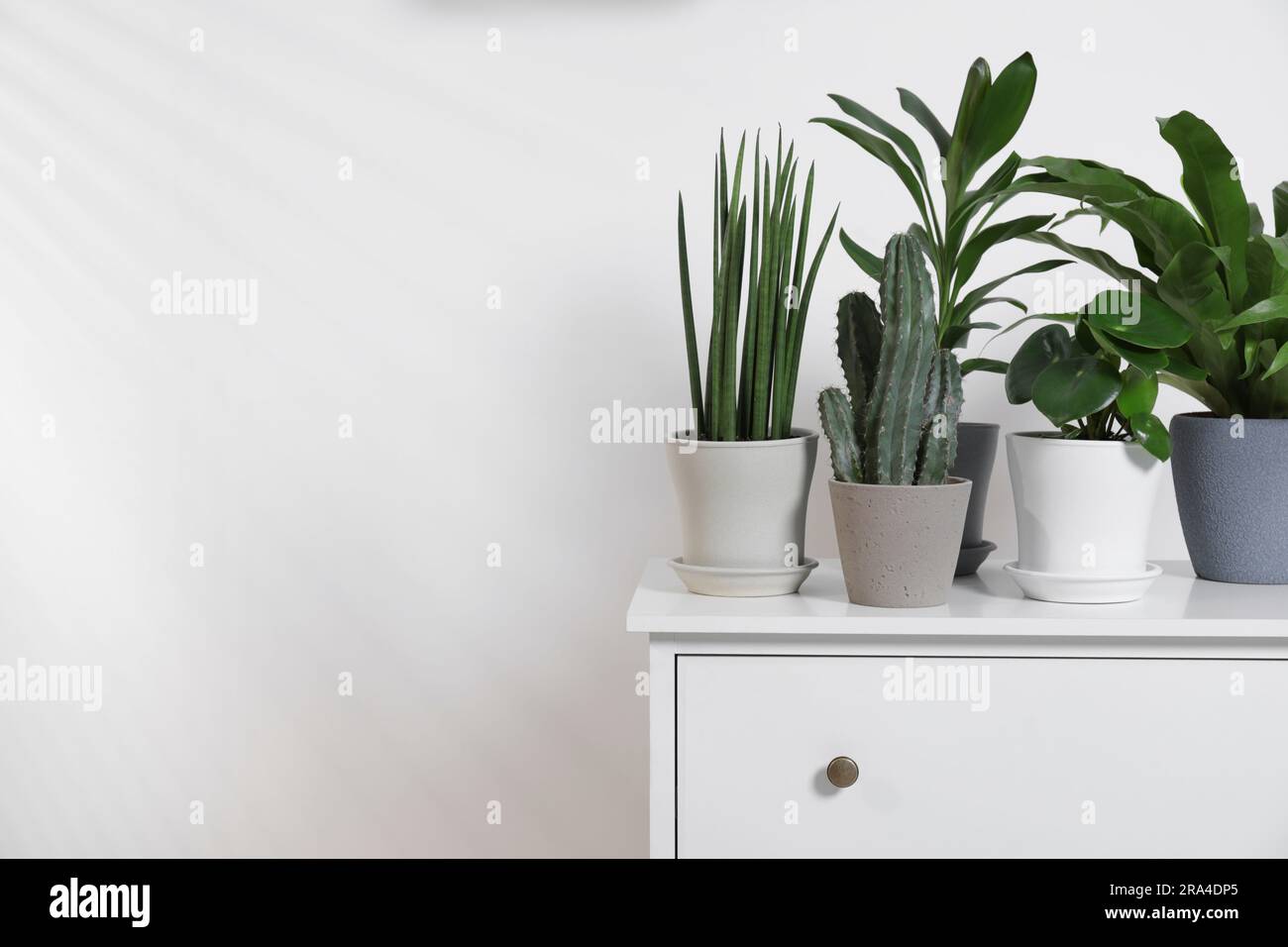 Green houseplants in pots on chest of drawers near white wall, space ...